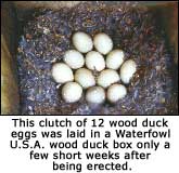 Clutch of wood duck eggs
