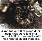 Rat snake after eating eggs