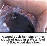 Wood duck with eggs
