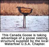 Goose Nesting Structure