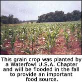 Grain Crop