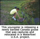 Youth releasing goose